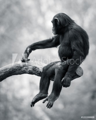 Picture of Chimpanzee VI